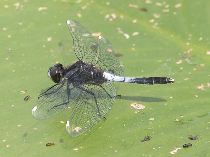 Leucorrhinia caudalis (Lilypad Whiteface) male-4.jpg